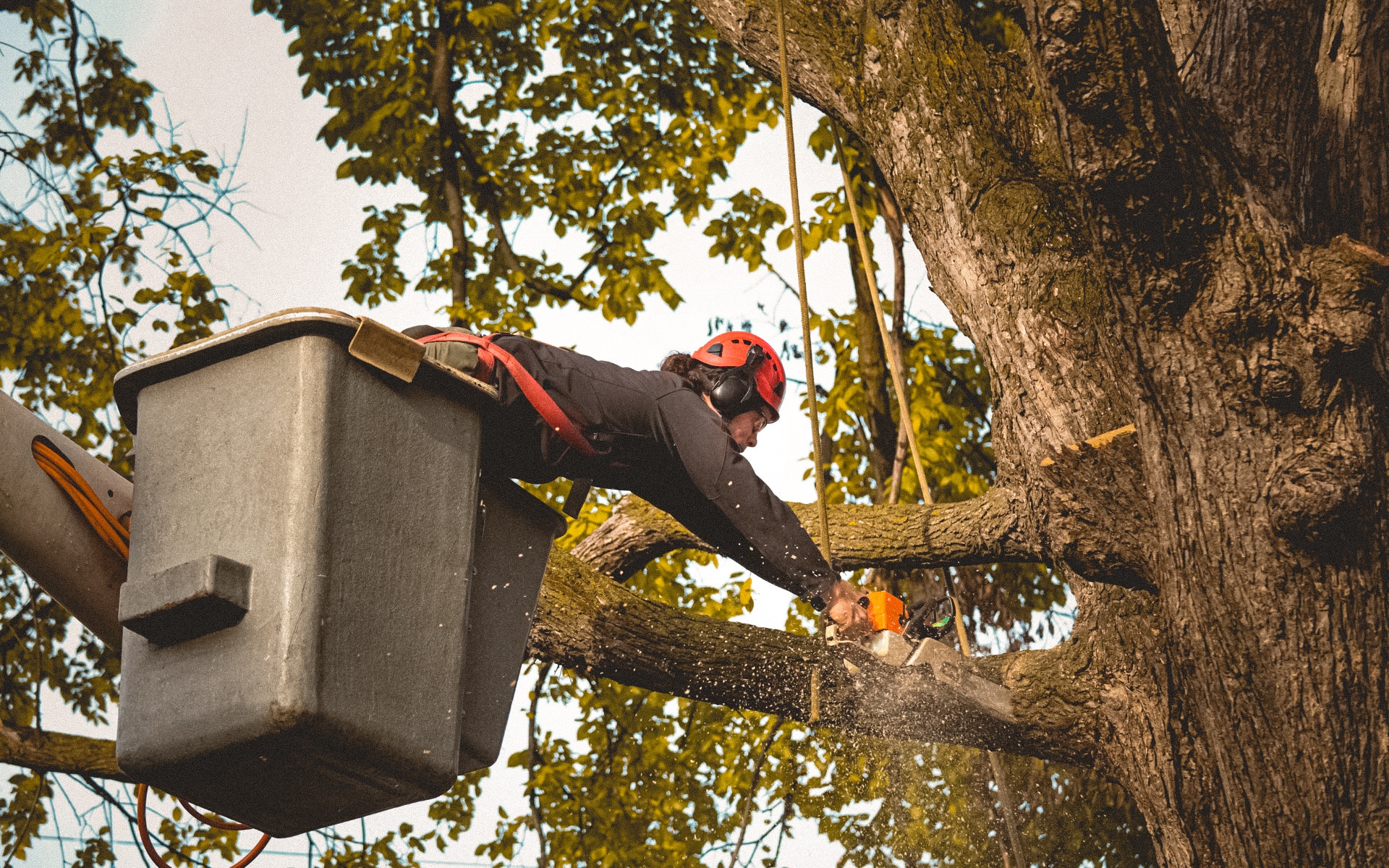 tree trimming houston