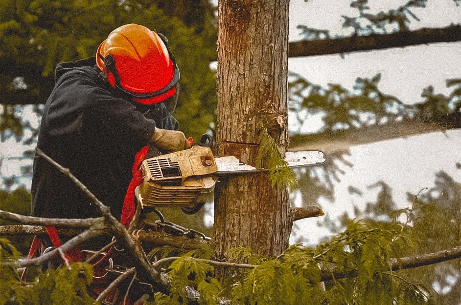 Affordable Tree Trimming services in Houston Tx