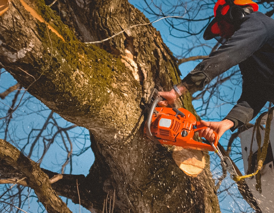 Houston Tree Removal Services