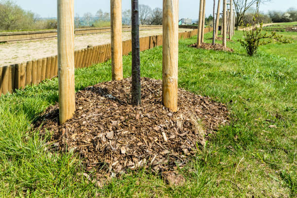 Tree Planting Services Near Me