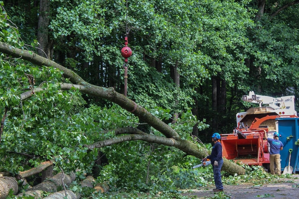 Best time to trim trees in Houston