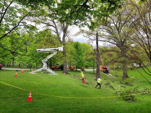 Tree services Houston