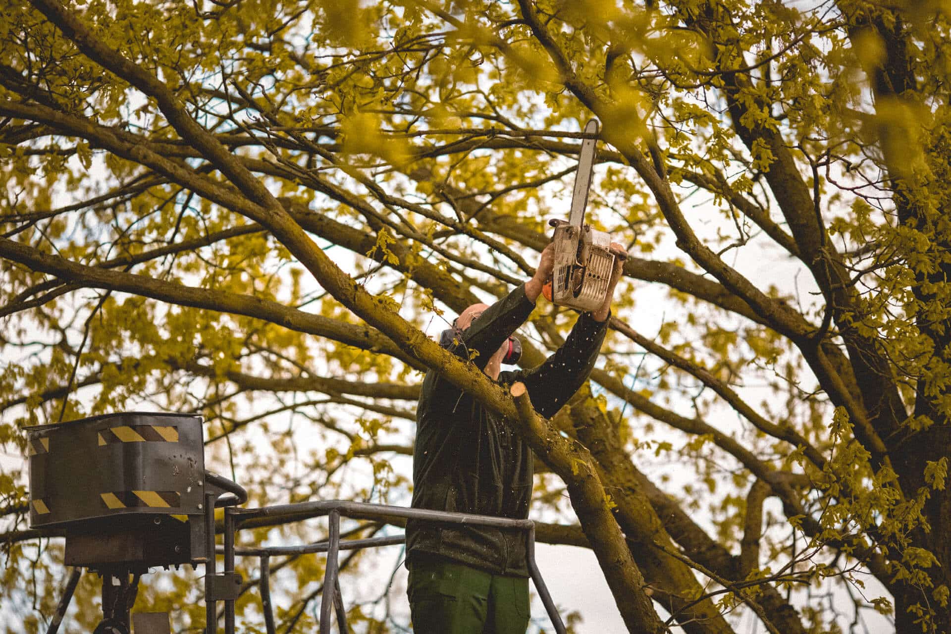 Houston Tree Removal Services