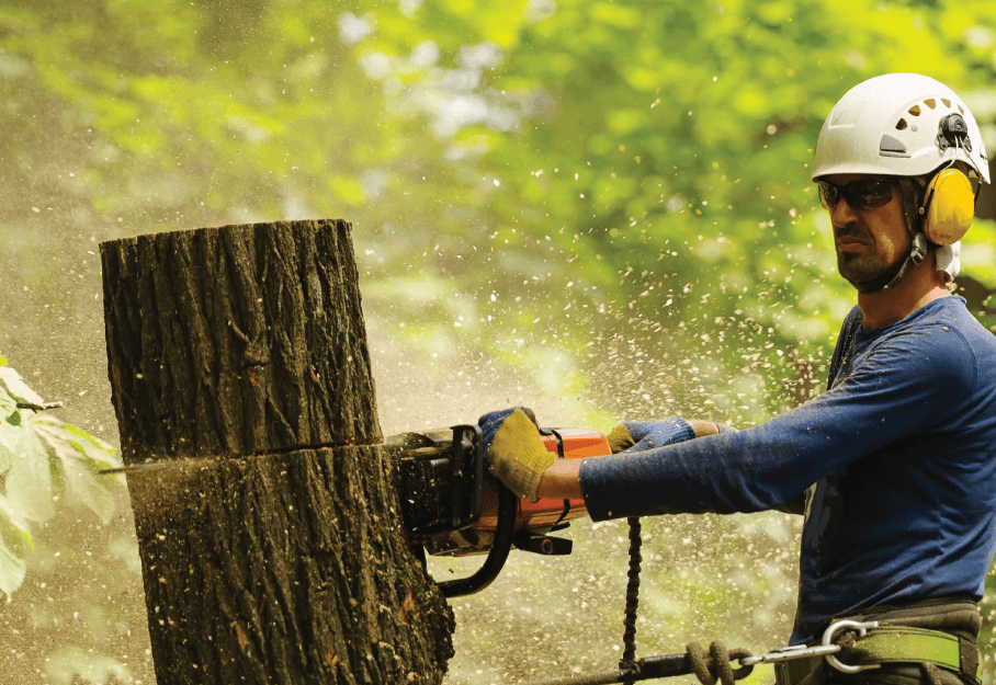 Houston Tree Removal Services