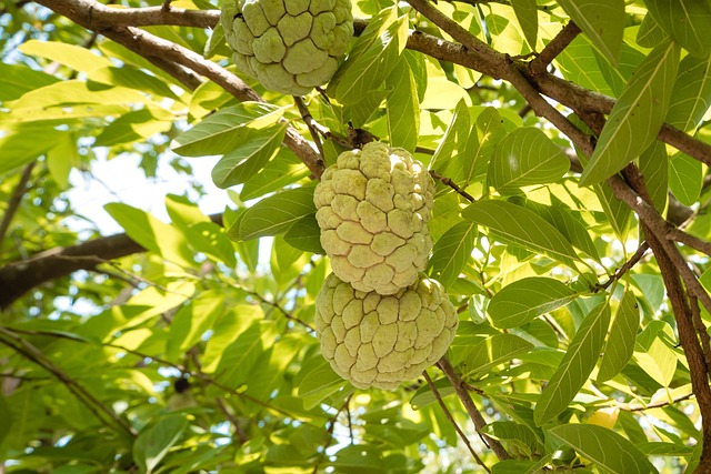 Sugar Apple Trees