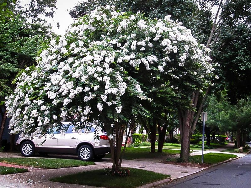 White Crape Myrtle Trees