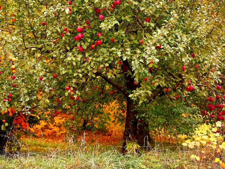 Can you plant fruit trees in the fall