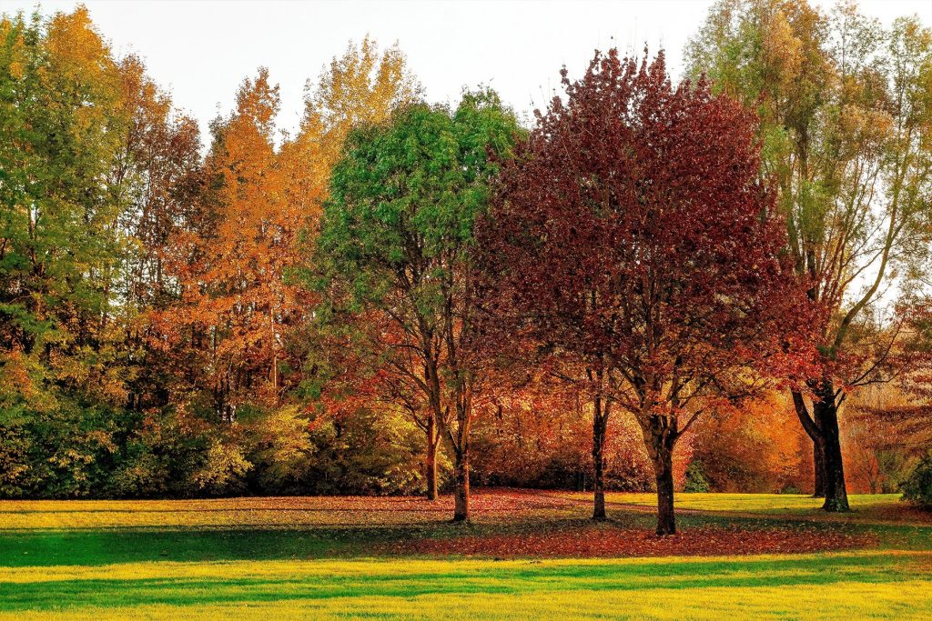 Can you plant trees in the fall?