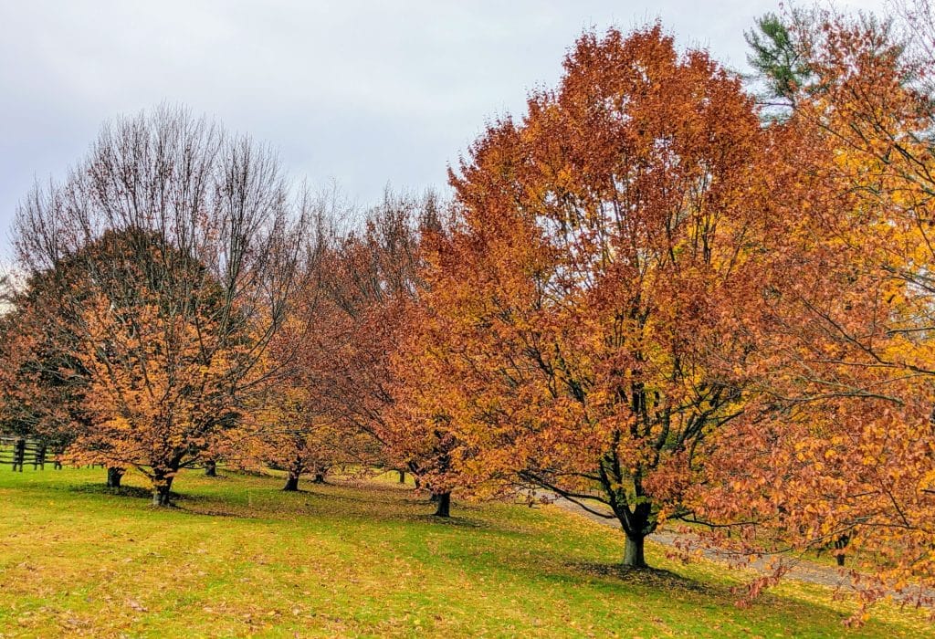 Can you plant trees in the fall?