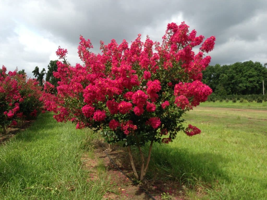 Tonto Crepe Myrtle