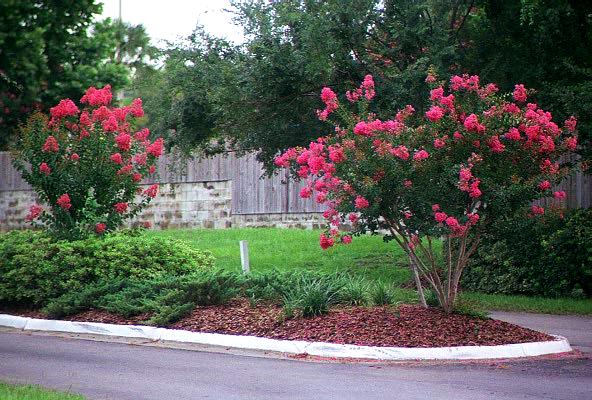 Tonto Crepe Myrtle