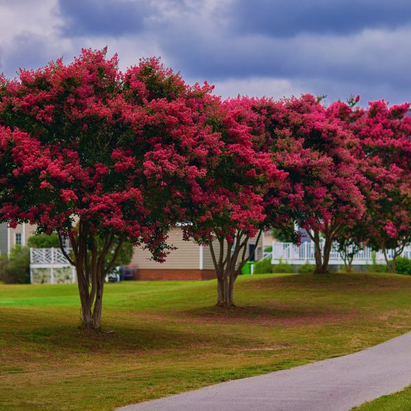 Tonto Crepe Myrtle