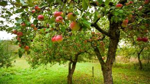 Can you plant fruit trees in the fall