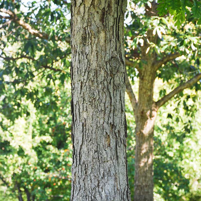 White Oak Trees