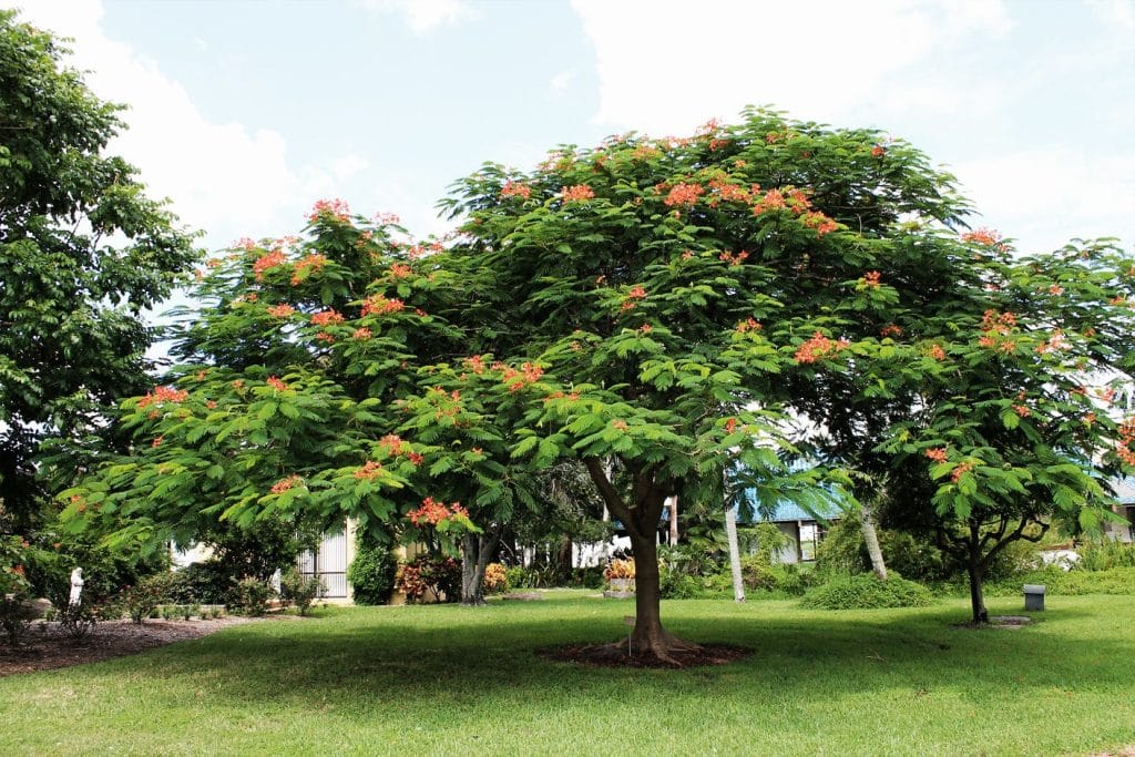 Flowering trees in Florida