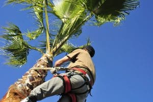 trim a banana tree