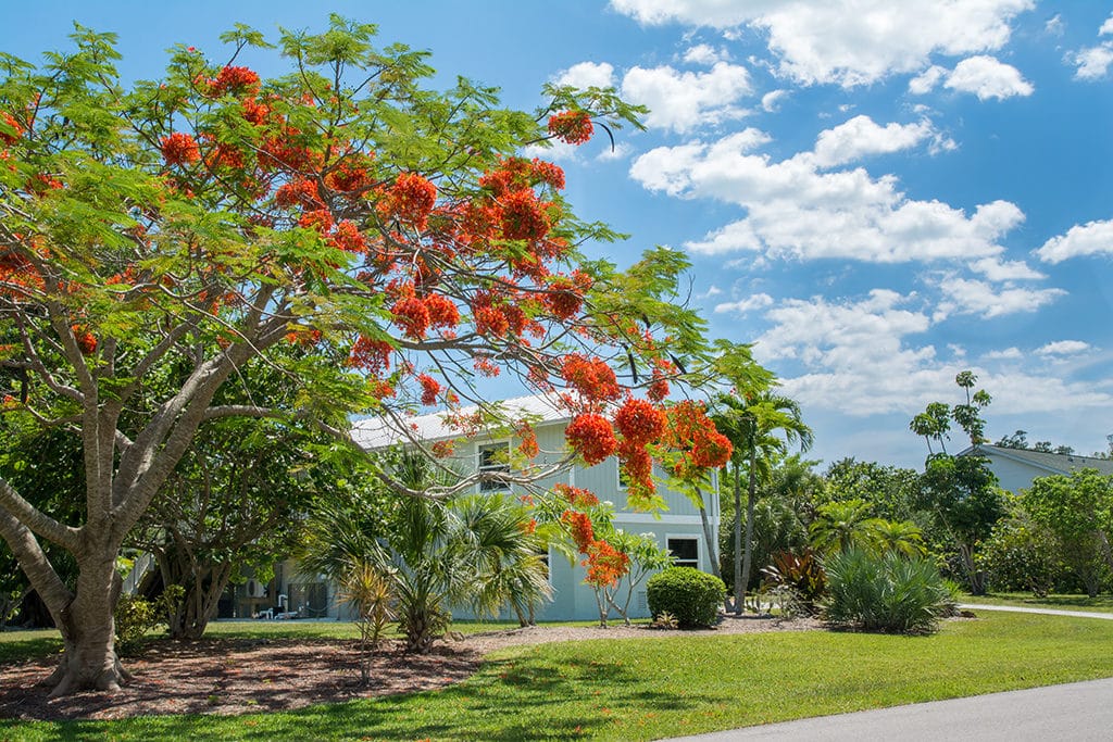Flowering trees in Florida
