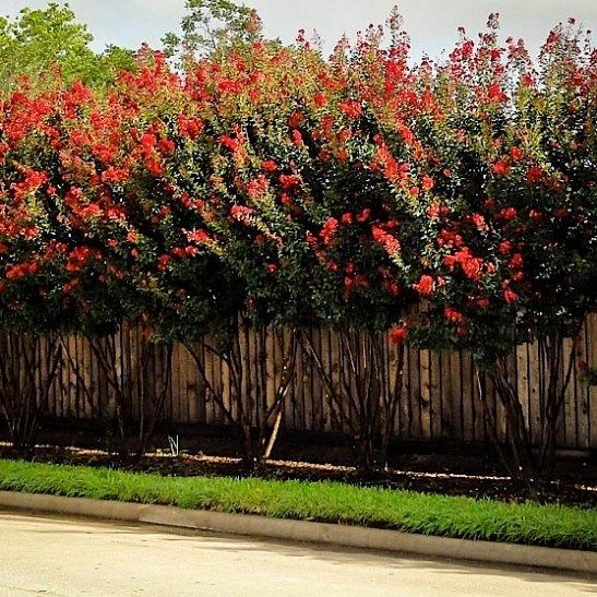 Red Rocket Crape Myrtle