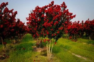 Red Rocket Crape Myrtle