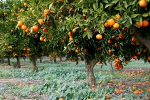 What is Special about Valencia oranges?