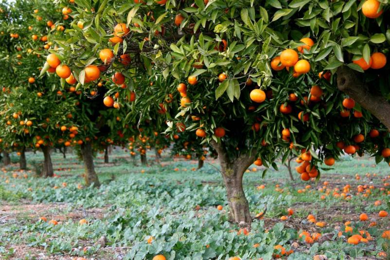 What is Special about Valencia oranges?